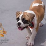 Grand Future Quantum - Male American Bulldog Puppy For Sale