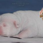 Grand Future American Bulldog Puppy
