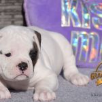Grand Future American Bulldog Puppy