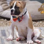 Grand Future Quantum - Male American Bulldog Puppy For Sale