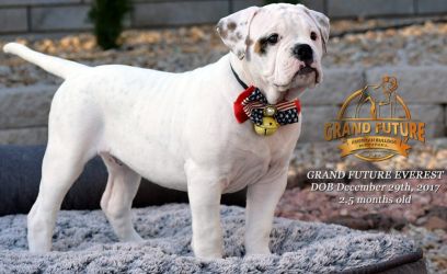 Grand Future Everest - American Bulldog