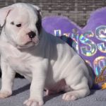 Grand Future American Bulldog Puppy