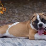 Grand Future Quantum - Male American Bulldog Puppy For Sale