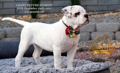 Grand Future Everest - American Bulldog