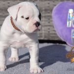 Grand Future American Bulldog Puppy