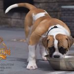 Grand Future Quantum - Male American Bulldog Puppy For Sale