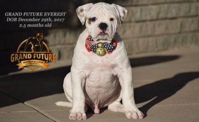 Grand Future Everest - American Bulldog