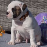 Grand Future American Bulldog Puppy