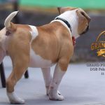 Grand Future Quantum - Male American Bulldog Puppy For Sale