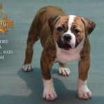 Grand Future Zephyra