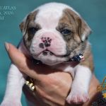 Grand Future American Bulldog Puppy