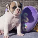 Grand Future American Bulldog Puppy