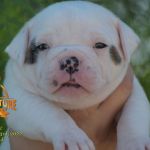 Grand Future American Bulldog Puppy