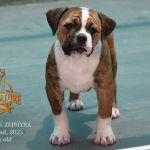 Grand Future Zephyra