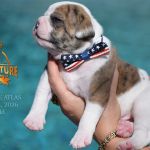Grand Future American Bulldog Puppy