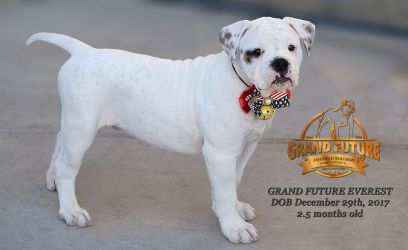 Grand Future Everest - American Bulldog