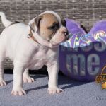 Grand Future American Bulldog Puppy