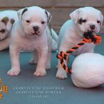 Grand Future American Bulldog Puppies
