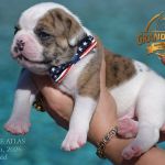 Grand Future American Bulldog Puppy