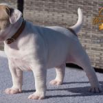 Grand Future American Bulldog Puppy