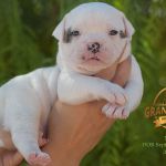 Grand Future American Bulldog Puppy
