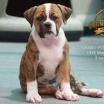 Grand Future Zephyra