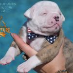Grand Future American Bulldog Puppy