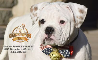 Grand Future Everest - American Bulldog