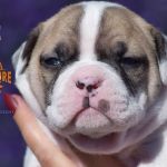 Grand Future American Bulldog Puppy