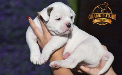 Grand Future American Bulldog Puppy