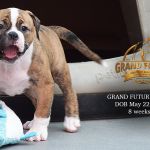Grand Future Zephyra - American Bulldog puppy