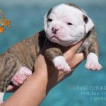 Grand Future American Bulldog Puppy