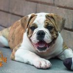 Grand Future Atlas - male American Bulldog puppy
