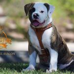 Grand Future Avalon - American Bulldog puppy