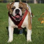 Grand Future Atlas - American Bulldog puppy (male)
