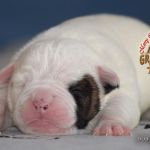 Grand Future American Bulldog Puppy