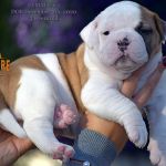 Grand Future American Bulldog Puppy