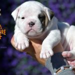 Grand Future American Bulldog Puppy