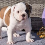 Grand Future American Bulldog Puppy