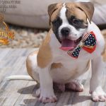 Grand Future Quantum - Male American Bulldog Puppy For Sale