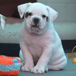 Grand Future Wonder - American Bulldog Puppy For Sale
