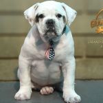 Grand Future Wonder - American Bulldog puppy for sale