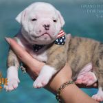Grand Future American Bulldog Puppy