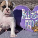 Grand Future American Bulldog Puppy