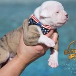 Grand Future American Bulldog Puppy