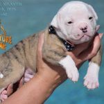 Grand Future American Bulldog Puppy