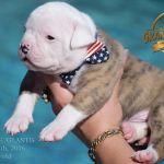 Grand Future American Bulldog Puppy