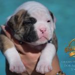 Grand Future American Bulldog Puppy