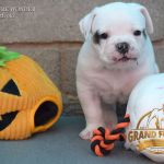 Grand Future American Bulldog Puppies