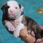 Grand Future American Bulldog Puppy
